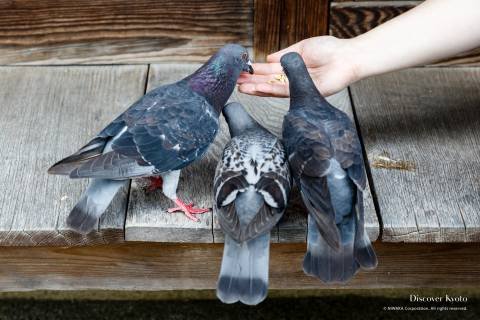 ⛩️ 개구 신사 (아구치 진자) 이미지 4